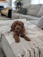Tripp, a male Cavapoo for sale in Bristol, IN – Photo 7 of 7