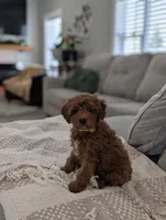 Tripp, a male Cavapoo for sale in Bristol, IN – Photo 6 of 7