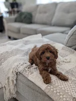 Tripp, a male Cavapoo for sale in Bristol, IN – Photo 4 of 7