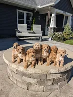 Hailey , a female Miniature Goldendoodle for sale in Bristol, IN – 8 of 8