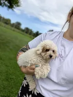 Julie , a female Shihpoo for sale in Bristol, IN – 4 of 10