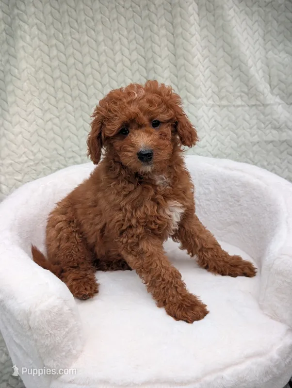 Cashew  – Aussiedoodle, Poodle - Miniature  puppy for sale in Bristol, IN