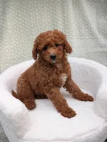 Cashew , a male Aussiedoodle and Poodle - Miniature  for sale in Bristol, IN – 1 of 4