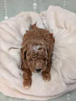 Parker, a male Poodle - Toy  for sale in Bristol, IN – 4 of 5
