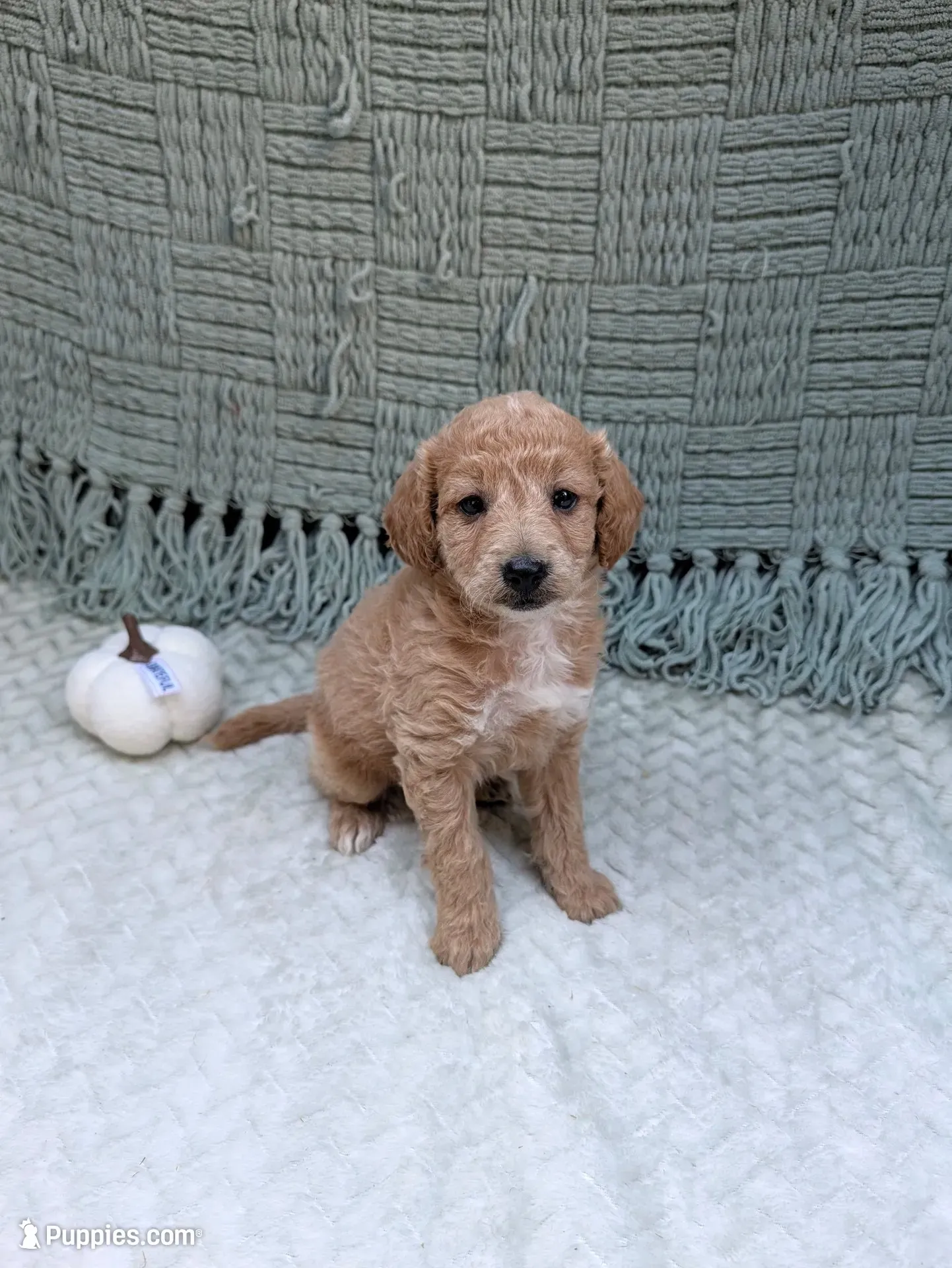Hailey , a female Miniature Goldendoodle for sale in Bristol, IN – 3 of 8