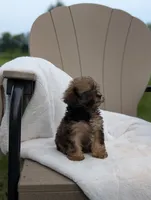 Francine, a female Havapoo for sale in Bristol, IN – 2 of 6