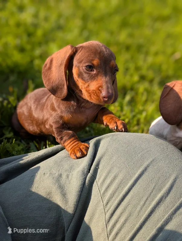 Tiny – Miniature Dachshund puppy for sale in Bristol, IN