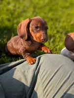 Tiny, a male Miniature Dachshund for sale in Bristol, IN – 1 of 6