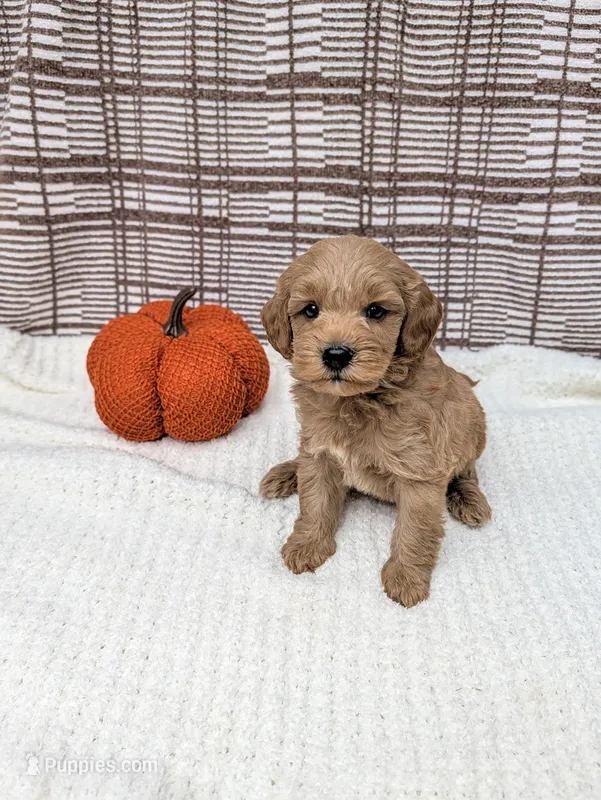 Rob – Miniature Goldendoodle puppy for sale in Bristol, IN