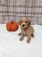 Rob, a male Miniature Goldendoodle for sale in Bristol, IN – 1 of 6