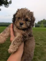 Fiona, a female Havapoo for sale in Bristol, IN – 6 of 6