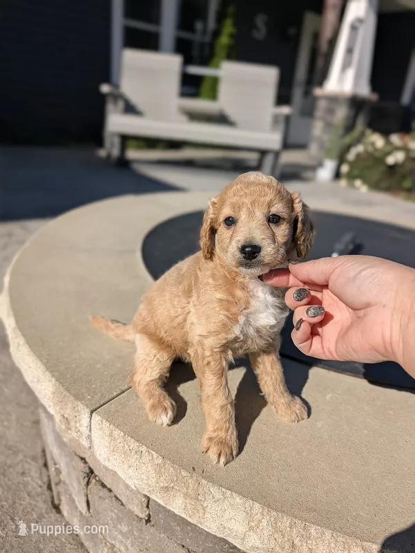 Hailey  – Miniature Goldendoodle puppy for sale in Bristol, IN