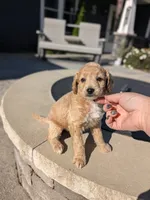 Hailey , a female Miniature Goldendoodle for sale in Bristol, IN – 1 of 8