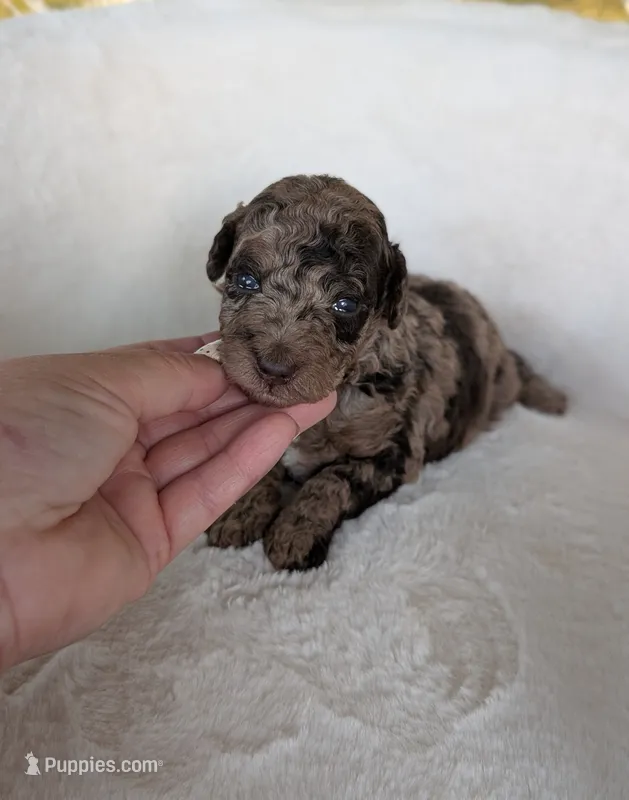 Magnolia  – Poodle - Miniature  puppy for sale in Bristol, IN