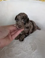Magnolia , a female Poodle - Miniature  for sale in Bristol, IN – 1 of 5