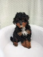 Cappuccino , a male Aussiedoodle and Poodle - Miniature  for sale in Bristol, IN – 4 of 8