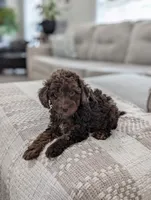Maverick , a male Poodle - Miniature  for sale in Bristol, IN – 4 of 10