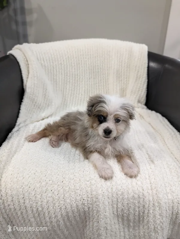 Blane – Pomapoo puppy for sale in Bristol, IN