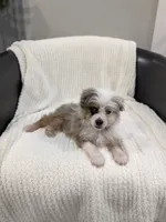 Blane, a male Pomapoo for sale in Bristol, IN – 1 of 6