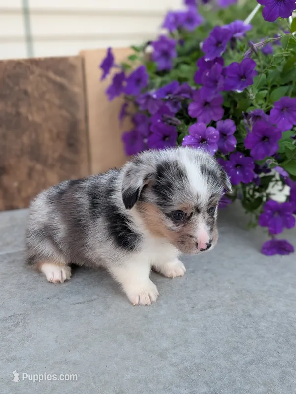 Snickers  – Pembroke Welsh Corgi puppy for sale in Bristol, IN