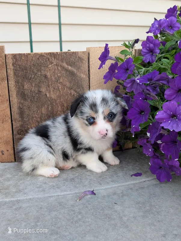 MilkyWay  – Pembroke Welsh Corgi puppy for sale in Bristol, IN