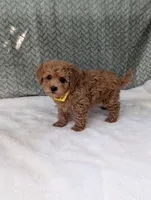 Benji , a male Poodle - Toy  for sale in Bristol, IN – 3 of 5
