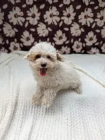 Julie , a female Shihpoo for sale in Bristol, IN – 2 of 10