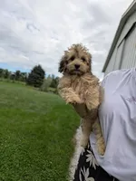 Fiona, a female Havapoo for sale in Bristol, IN – 3 of 10