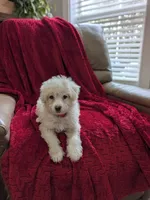 Bunny, a male Pomapoo for sale in Bristol, IN – 4 of 7