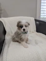 Blane, a male Pomapoo for sale in Bristol, IN – 3 of 6