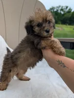 Faith, a female Havapoo for sale in Bristol, IN – 2 of 5