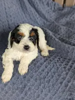 Daphne , a male Cavapoo for sale in Bristol, IN – Photo 2 of 5