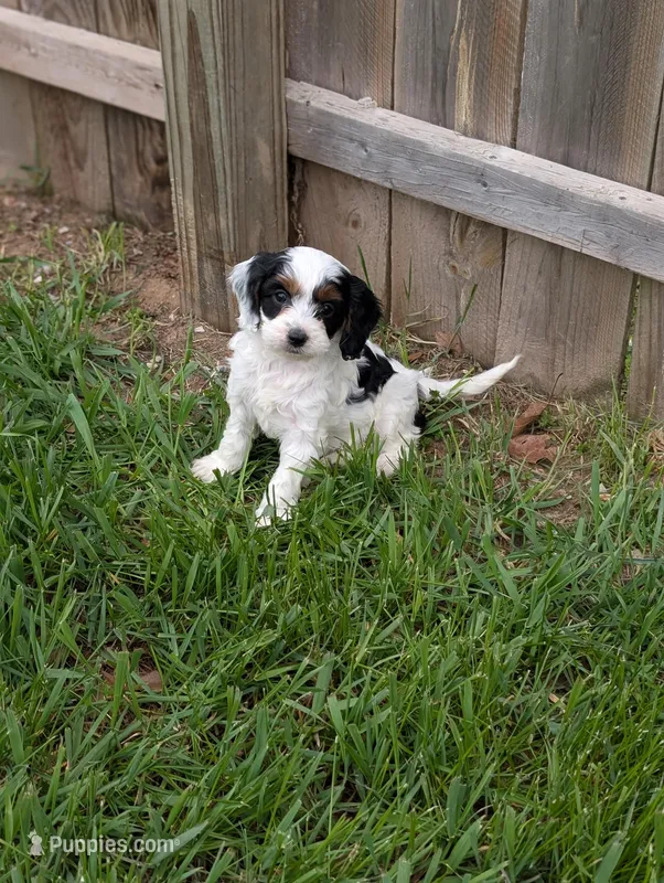 Daphne  – Cavapoo puppy for sale in Bristol, IN