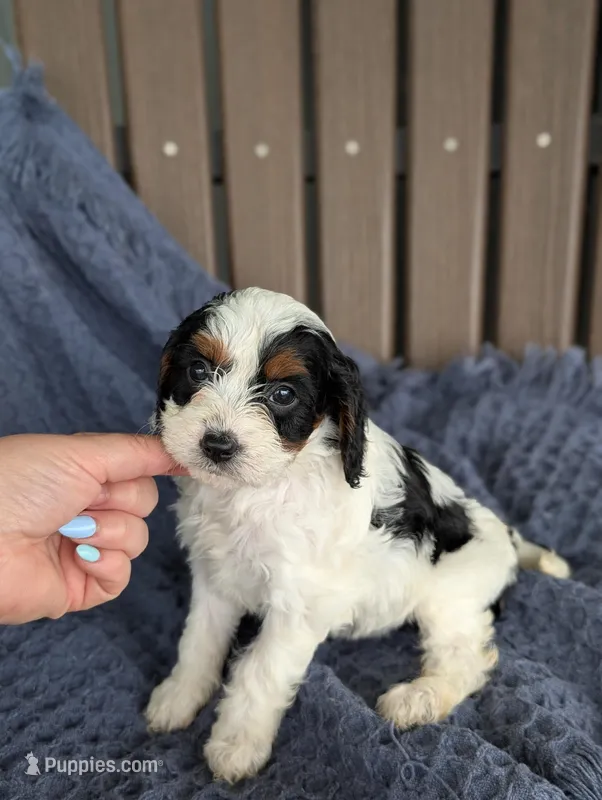 Daphne  – Cavapoo puppy for sale in Bristol, IN