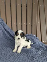 Daphne , a male Cavapoo for sale in Bristol, IN – Photo 3 of 5