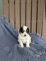 Daphne , a male Cavapoo for sale in Bristol, IN – Photo 4 of 5