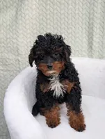 Cappuccino , a male Aussiedoodle and Poodle - Miniature  for sale in Bristol, IN – 7 of 8