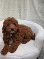 Caramel , a male Aussiedoodle and Poodle - Miniature  for sale in Bristol, IN – 5 of 6