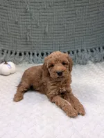 Hank, a female Miniature Goldendoodle for sale in Bristol, IN – 3 of 6