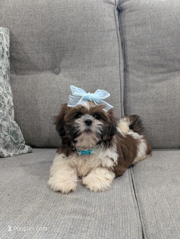 Faya – Shih Tzu puppy for sale in Bristol, IN