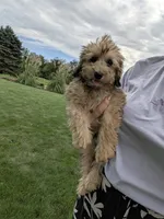 Faith, a female Havapoo for sale in Bristol, IN – 3 of 8