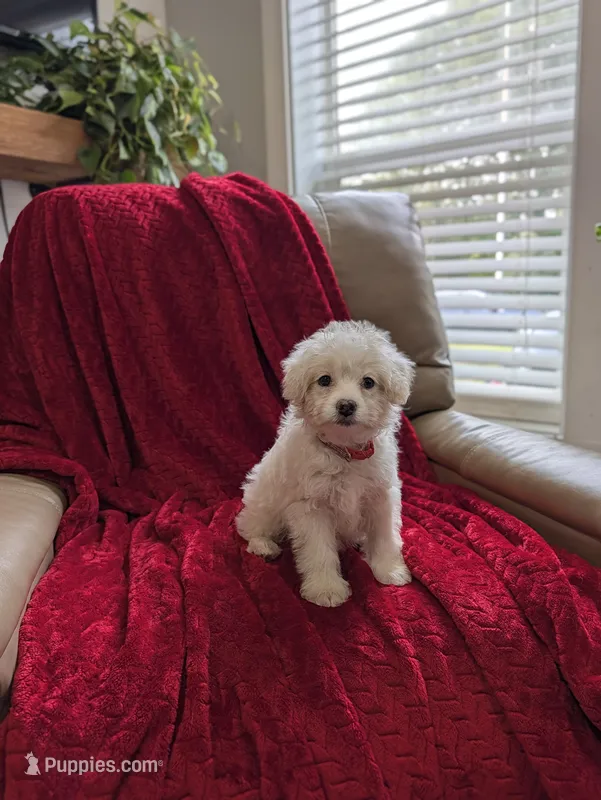 Bunny – Pomapoo puppy for sale in Bristol, IN