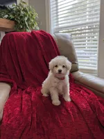 Bunny, a male Pomapoo for sale in Bristol, IN – 1 of 7