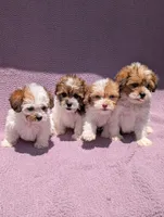 Angel , a female Shihpoo for sale in Bristol, IN – 7 of 7