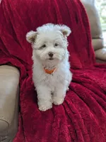 Barker, a male Pomapoo for sale in Bristol, IN – 5 of 8