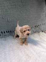 Heidi , a female Miniature Goldendoodle for sale in Bristol, IN – 4 of 8