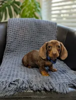Tiny, a male Miniature Dachshund for sale in Bristol, IN – 6 of 6