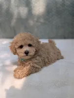 Bear, a male Poodle - Toy  for sale in Bristol, IN – 3 of 5