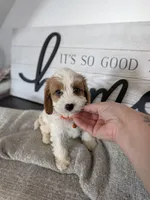 Patrick , a male Cavapoo for sale in Bristol, IN – 3 of 7
