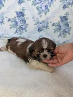 Faya, a female Shih Tzu for sale in Bristol, IN – 4 of 6